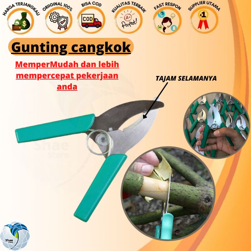 Gunting Untuk Cangkok Tanaman