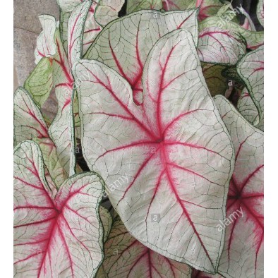 Tanaman Hias Keladi White Queen Alocasia White Queen Caladium Whtqn Shopee Indonesia