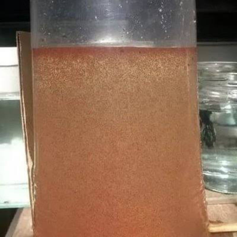 KUTU AIR / PAKAN CUPANG / PAKAN IKAN HIAS