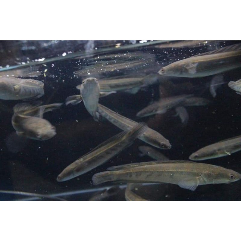 yellow sentarum 15-17 cm bar simet bercabung