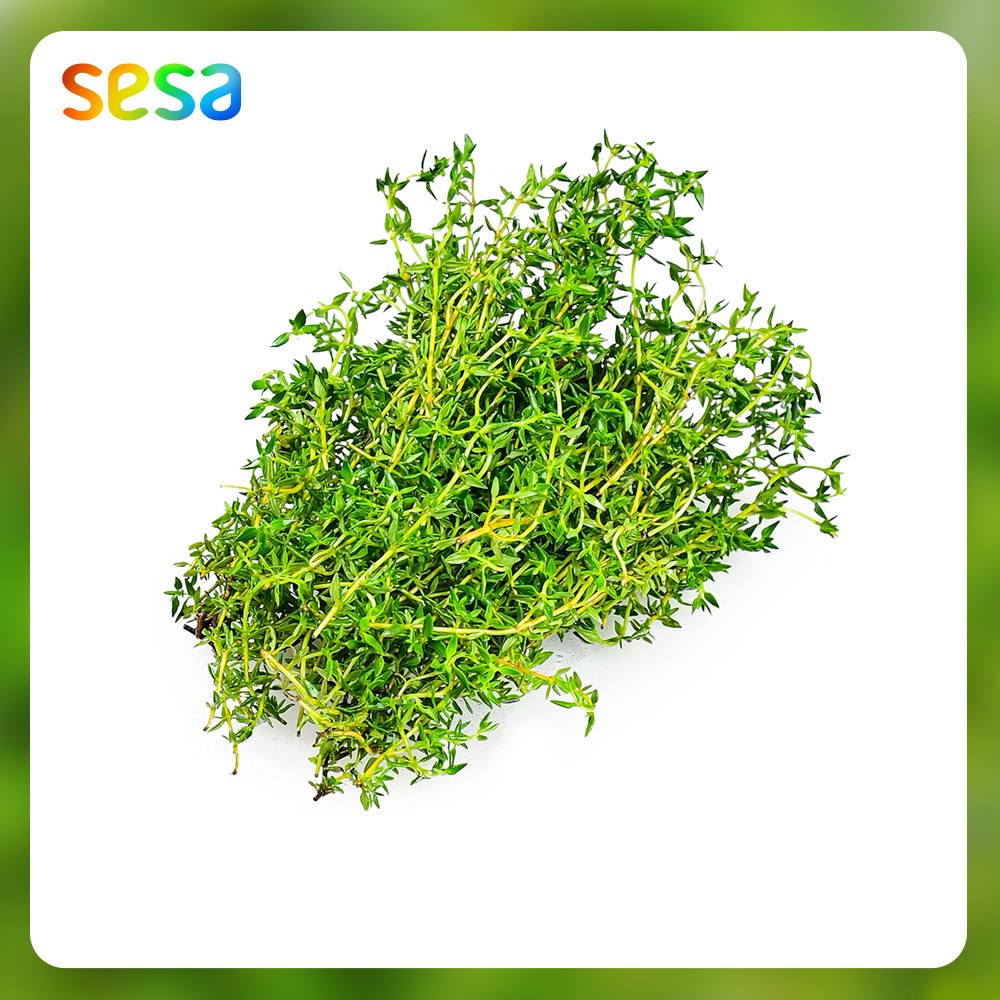 

DAUN THYME Organik 50gr - Sayuran Fresg Rempah Segar