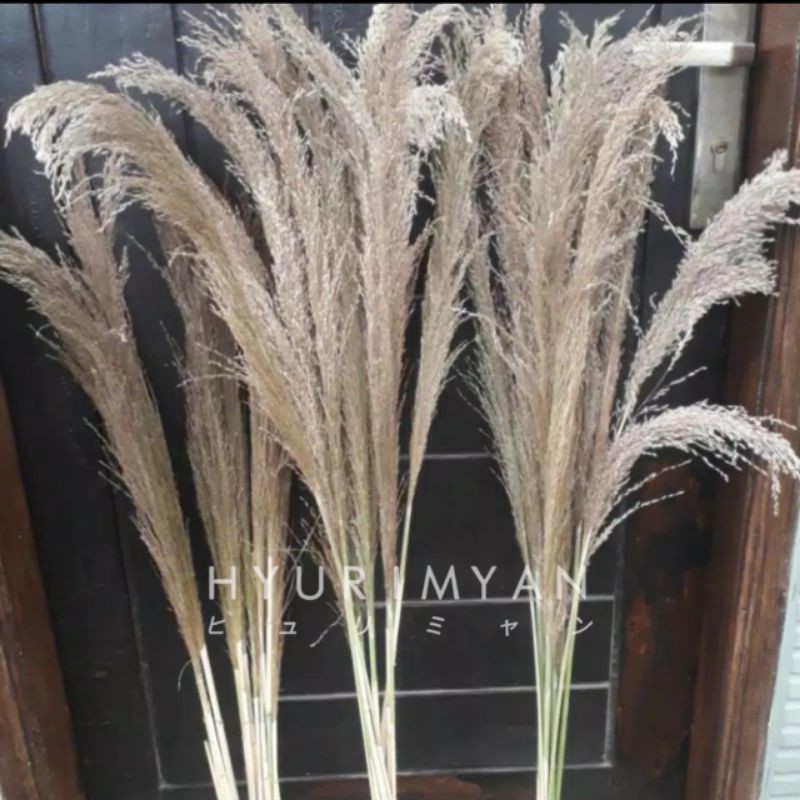 

Pampas lokal