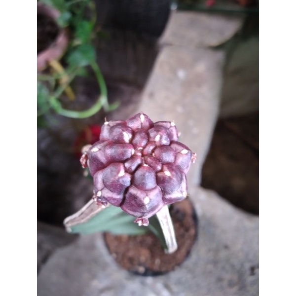 kaktus gymnocalycium daydream