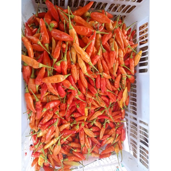 

cabe rawit merah super