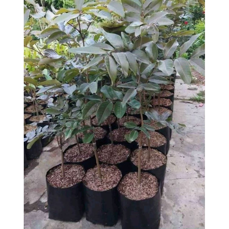 BIBIT KELENGKENG MERAH UNGGUL