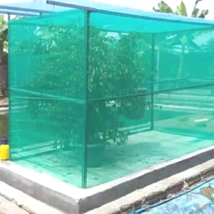 Kandang Jaring Lalat BSF Maggot