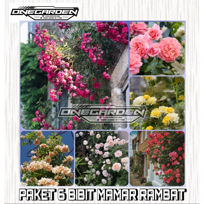PAKET BIBIT MAWAR RAMBAT ISI 6 TANAMAN BERBUNGA