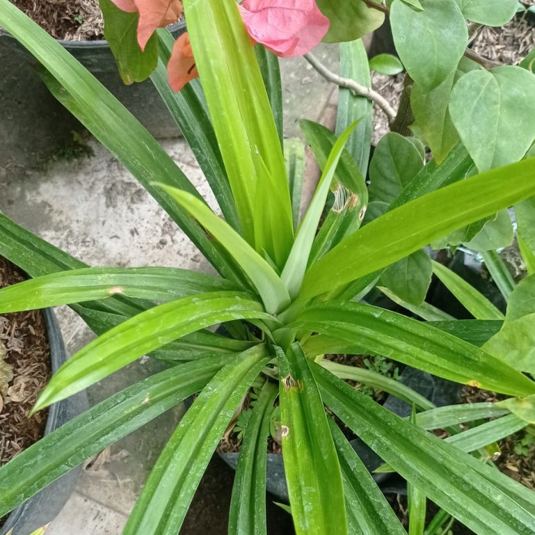 bibit padan wagi daun pandan wangi pengharum masakan atau minuman