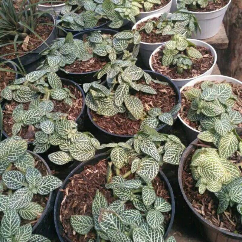 Fittonia putih daun kecil
