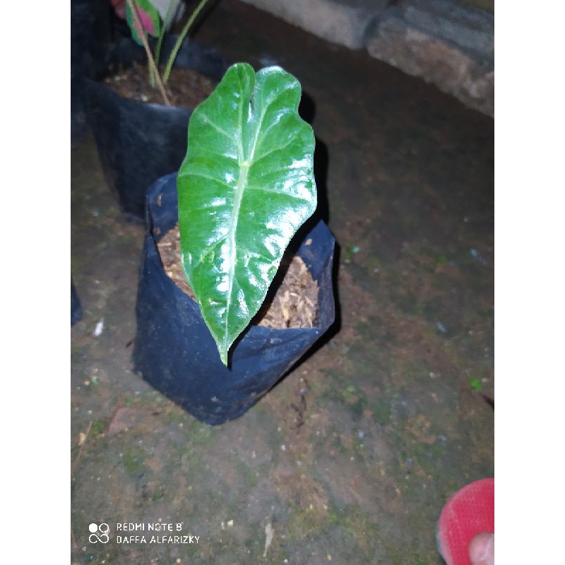 Alocasia Sanderiana / Alokasia Sanderiana