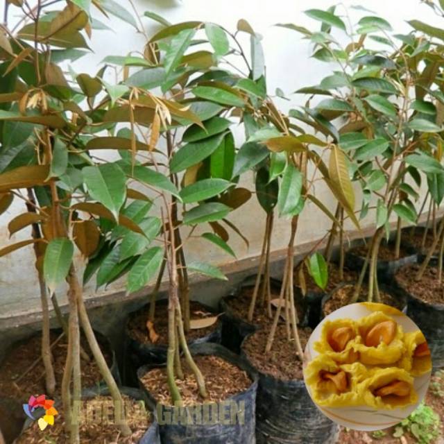 Bibit Durian Musangking Kaki 3