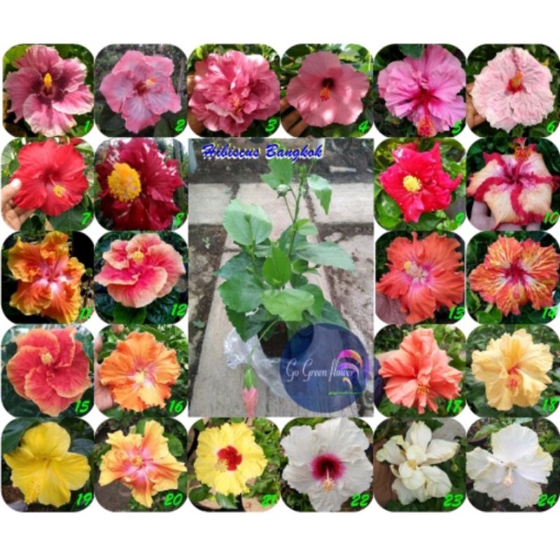 Bunga Sepatu Hibiscus Bunga Bangkok Murah