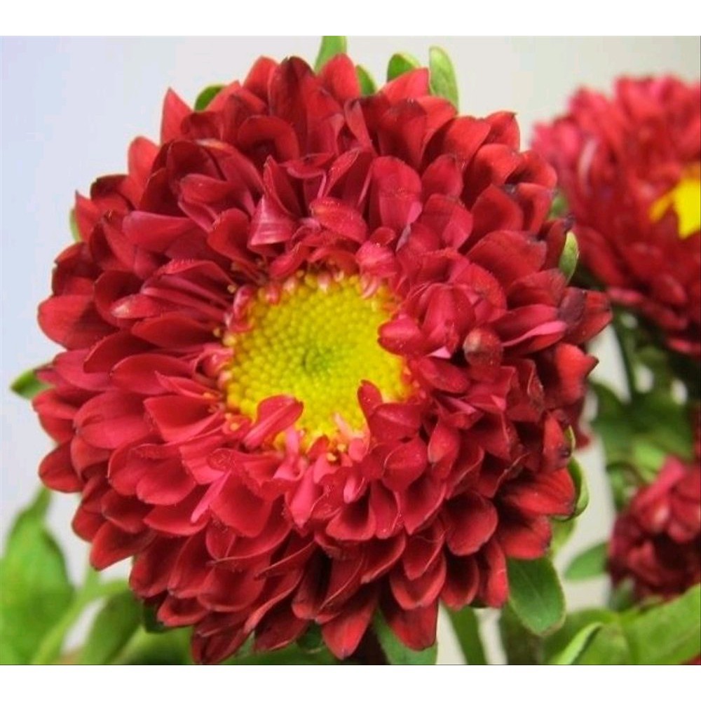 BIJI BUNGA Aster Red 10