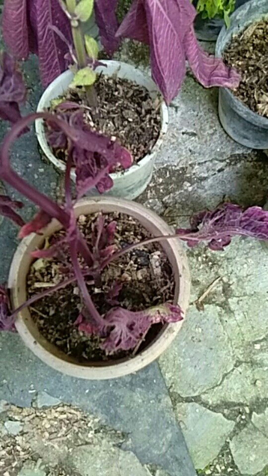 Tanaman Hias Miana / 39 / Jawer Kotokok / Coleus / Iler