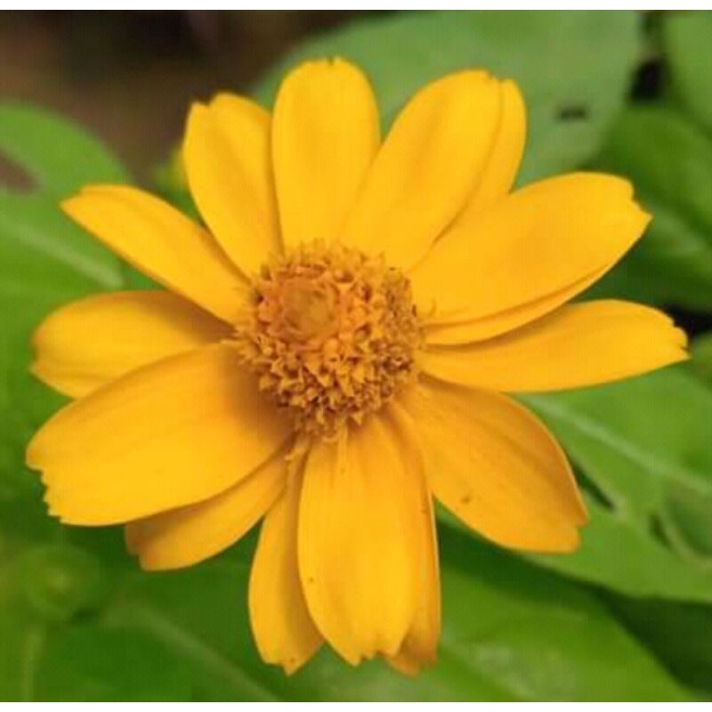 Tanaman hias Butter daisy kuning / tanaman seribu bintang