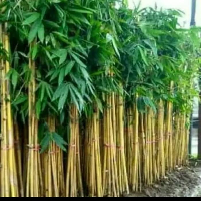 bambu panda-jual bibit bambu panda kuning-pohon bambu