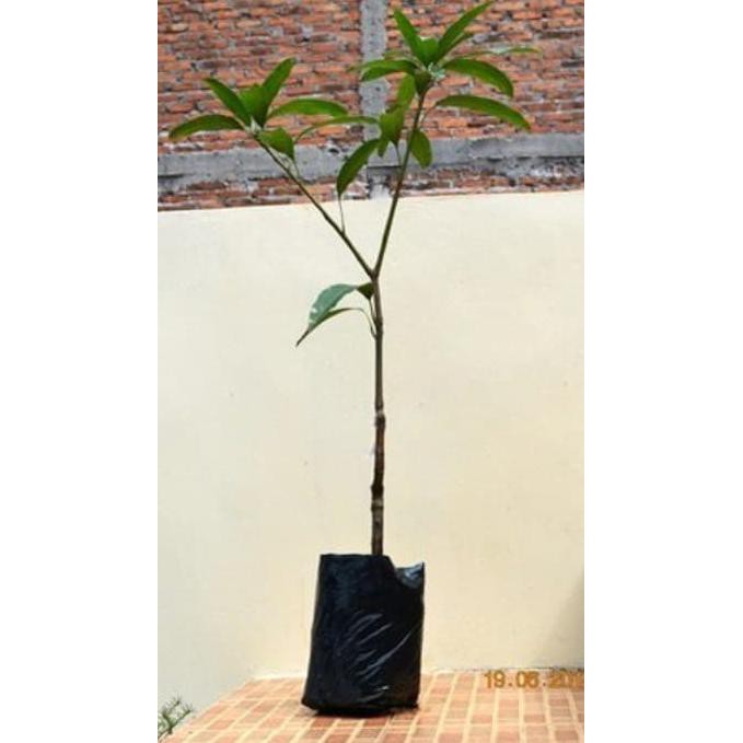 Bibit Tanaman Buah Mangga Harum Manis Unggul, Murah, Bergaransi Big Sale.