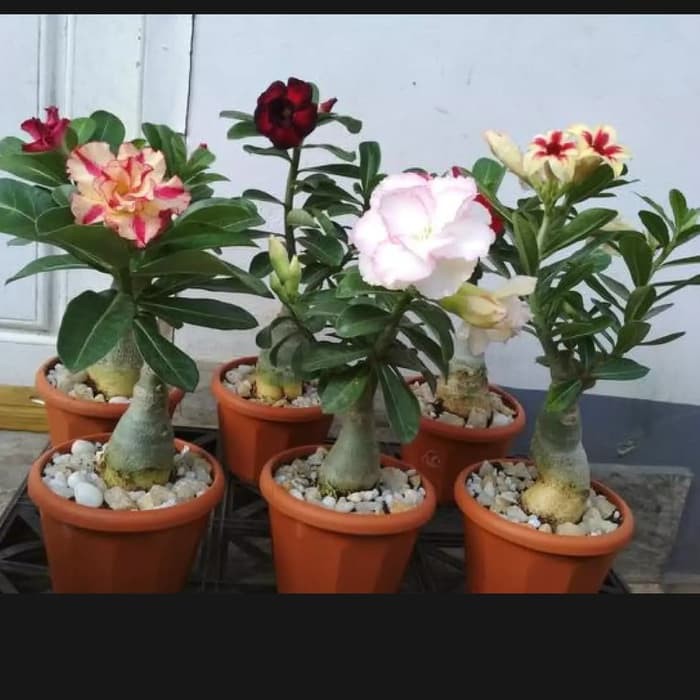 

Bibit Adenium - Kamboja Jepang Tumpuk murah