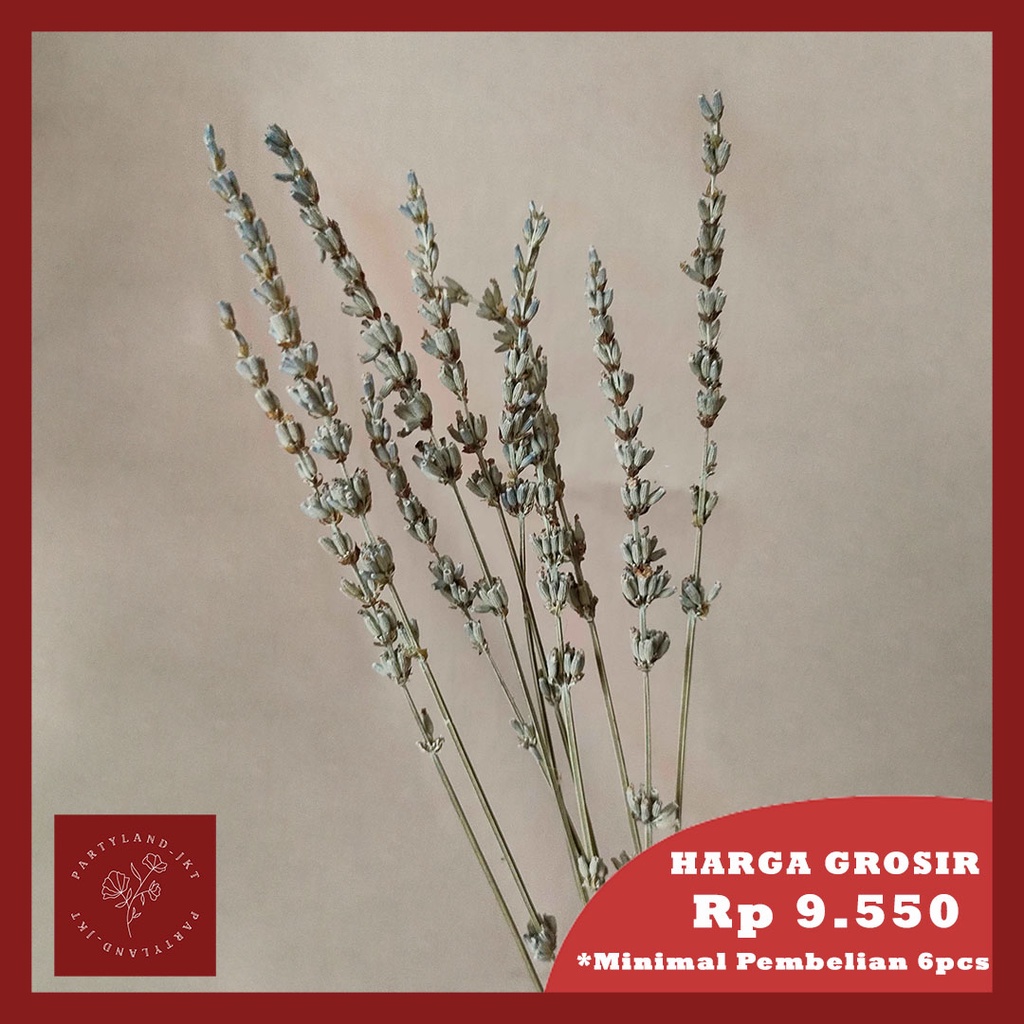 Dried Flower Lavender Bunga Kering Asli Import Dekorasi Hias Pajangan Buket