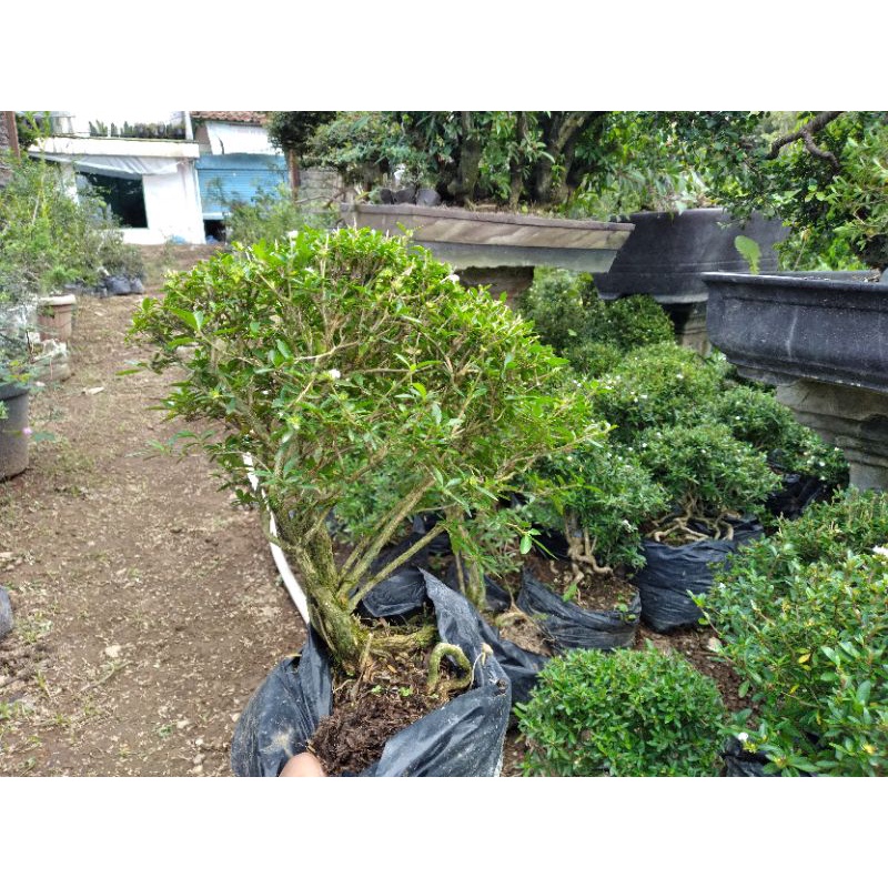 bonsai serissa/seribu bintang