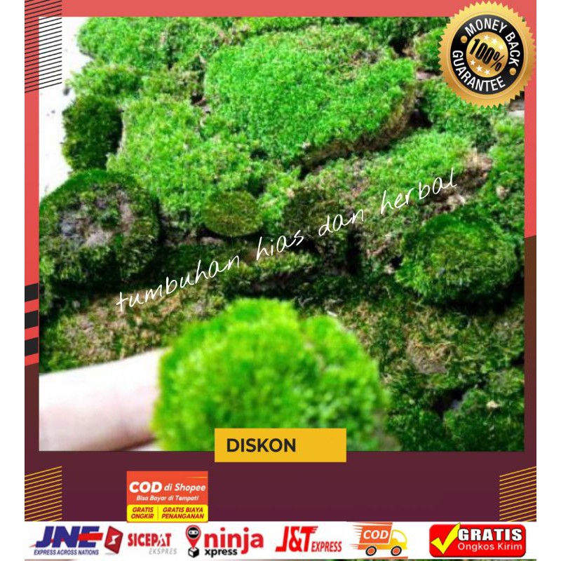 Lumut Hidup/Lumut Hutan/Lumut Bonsai/Forest  Moss Cover Bonsai