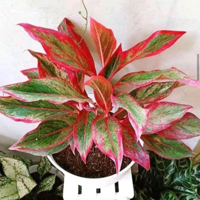 Tanaman hias aglonema merah aglaonema-bunga aglonema red lipstik Tanaman Hidup-Bunga Hidup Murah-kem