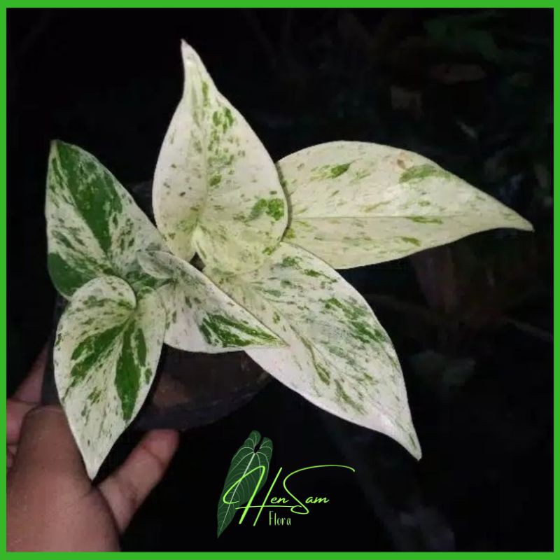 EPIPREMNUM AUREUM MARBLE VARIGATA