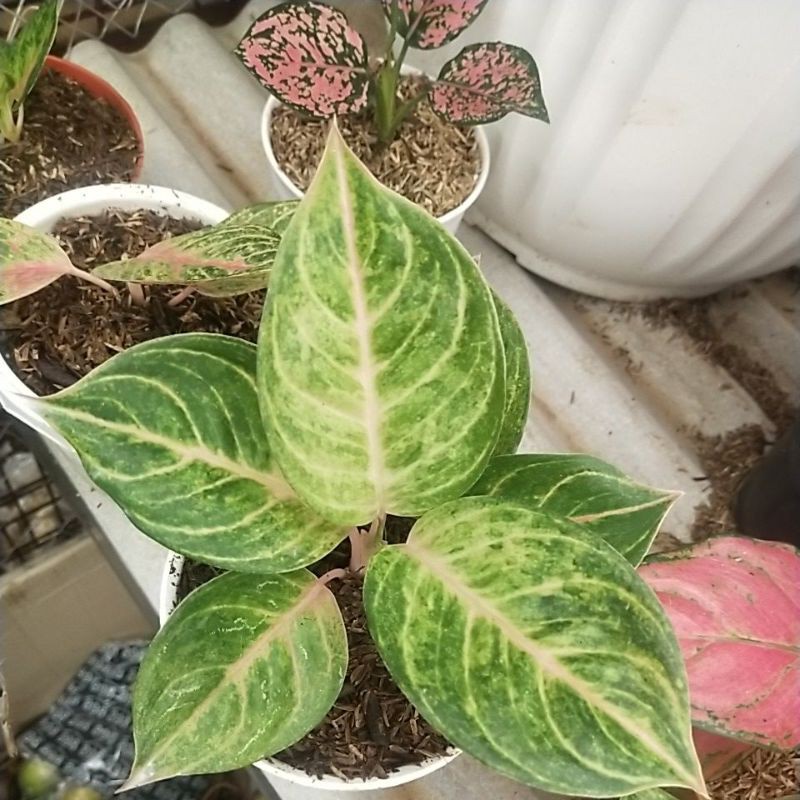 Aglaonema Susan
