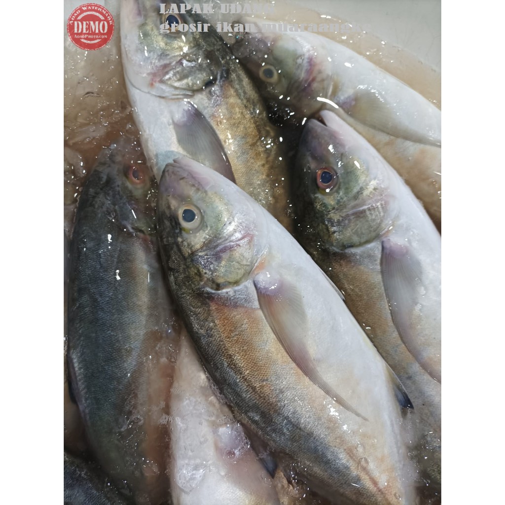 

Ikan Kuwe Segar Ikan kue Lilin Ikan Fresh Laut Kualitas GARANSI SEGAR