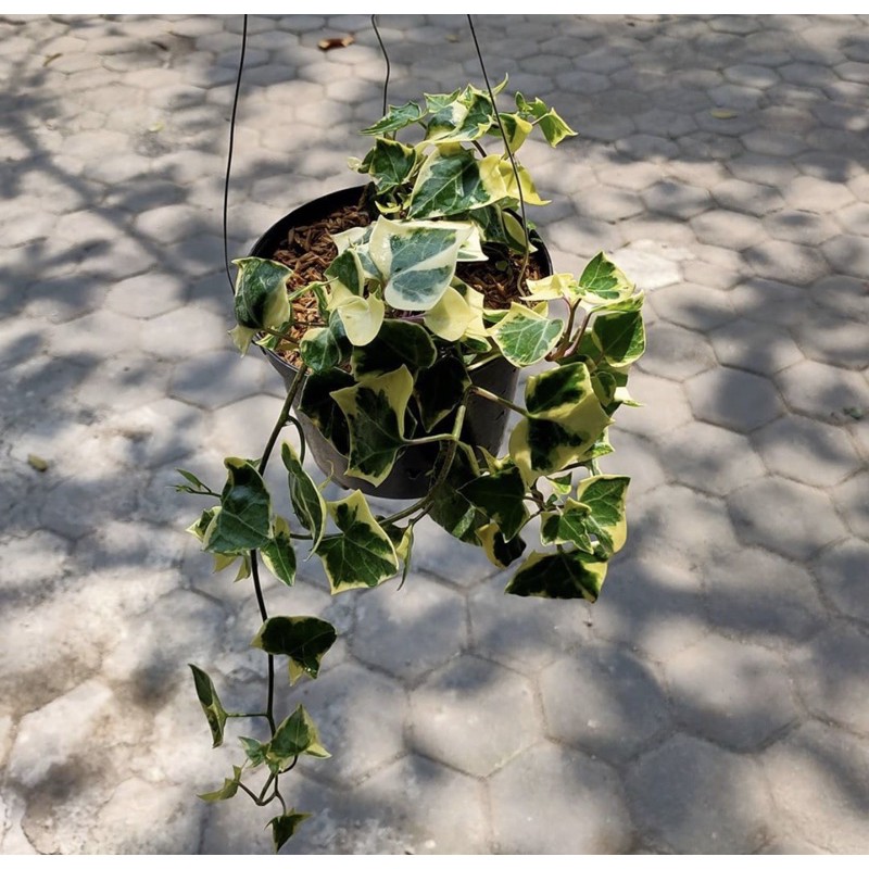 Ivy english - Tanaman hias Gantung english ivy variegata - happy ivy