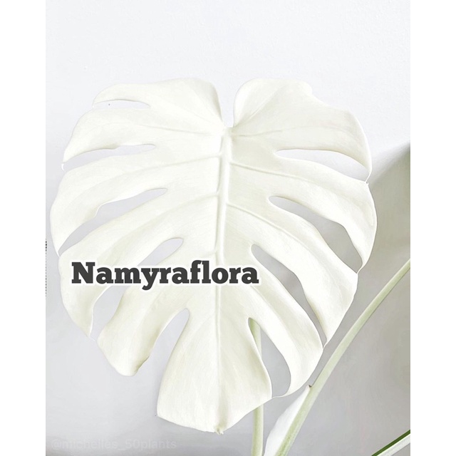 bibit bonggol monstera variegata deliciosa king