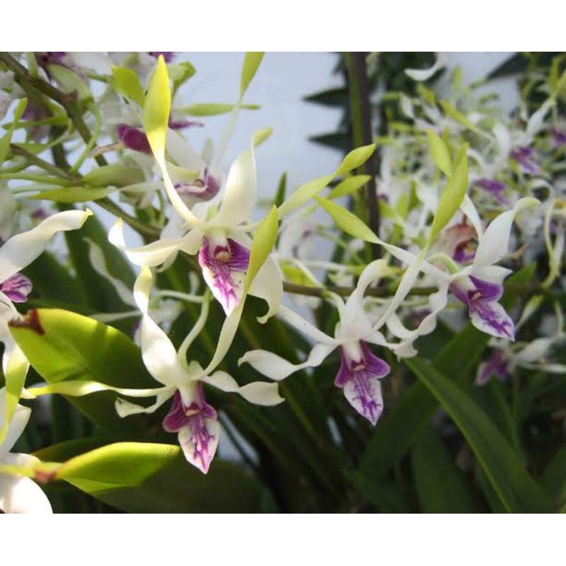 kekii anggrek dendrobium antennatum
