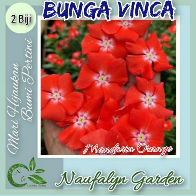2 Benih Bunga Vinca Mandarin Orange Seri Sultan Benih Biji Bibit Bunga Hias Tapak Dara