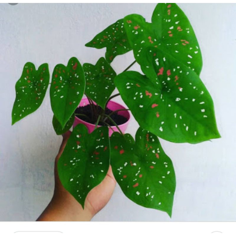 Tanaman hias keladi three colour 3 warna murah | Shopee  