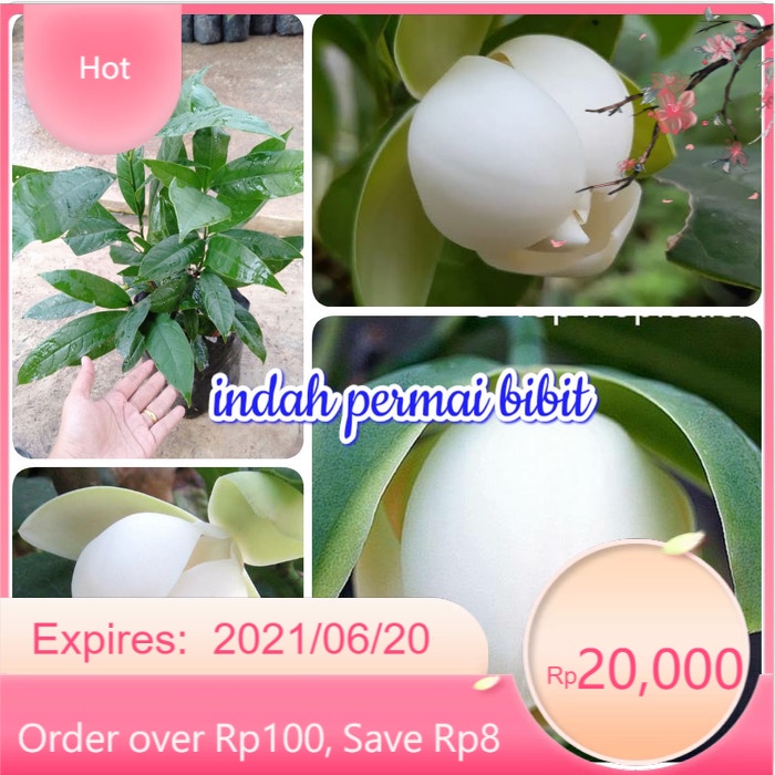 Bibit Cempaka/Kantil Ungu Asli