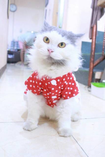 Dress polkadot merah spesial 17an merdeka / dress kucing dan anjing murah size S M L XL