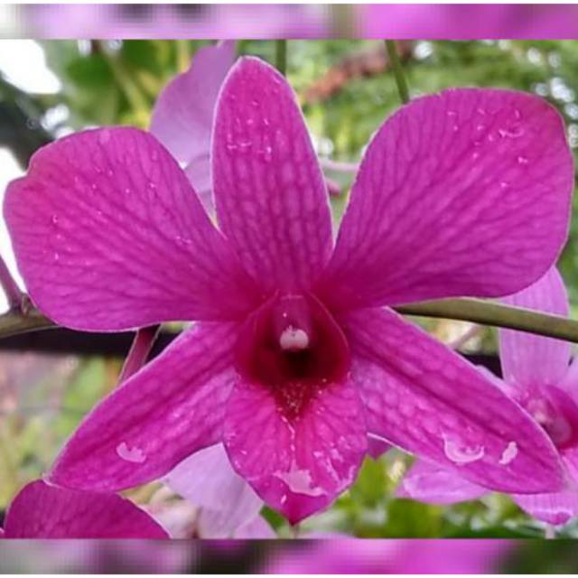 Dendrobium Bantimurung