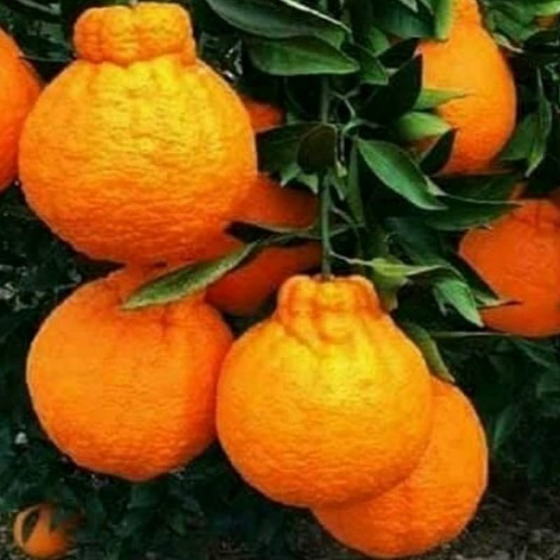 

Buah Jeruk Dekopon 1 pcs