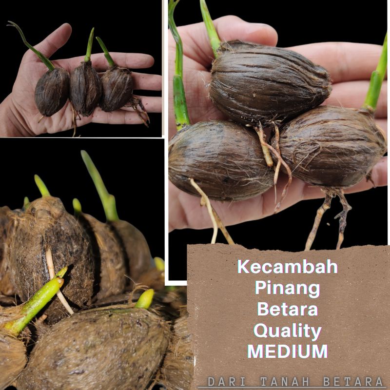 Kecambah Pinang Betara jambi Medium
