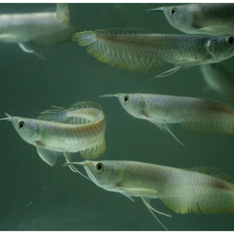 

ikan Arwana silver red uk 24