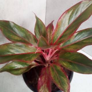 Tanaman hias aglaonema lipstik merah atau siam aurora Tanaman hias aglaonema lipstik merah atau siam aurora