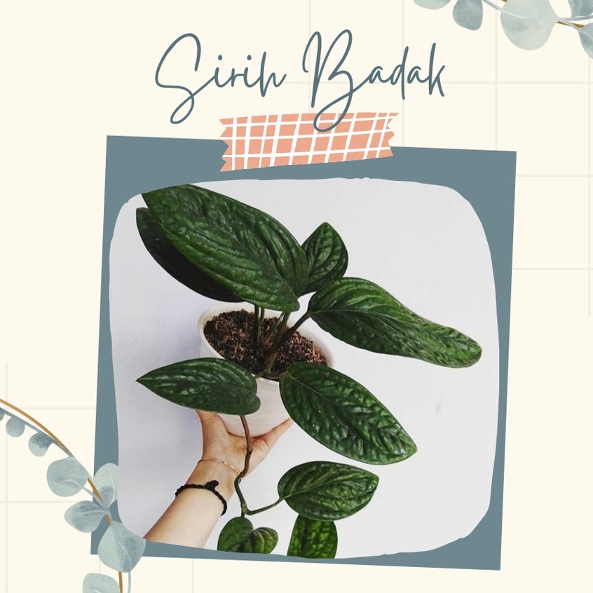 Sirih Badak Tanaman Hias Sirih Badak Tanaman Gantung Sirih Badak Murah