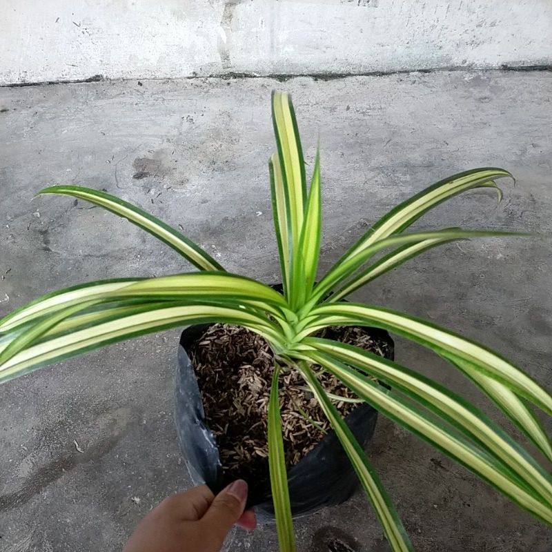 Pandan Variegata
