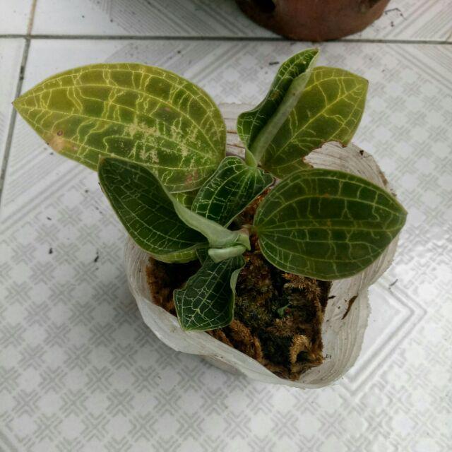 Macodes anggrek  permata  jewel orchid Shopee Indonesia