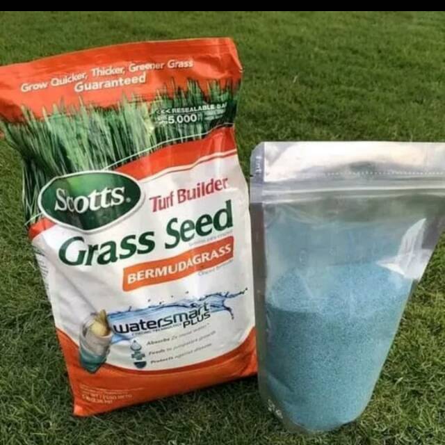 Benih biji rumput bermuda -biji rumput bermuda grass seed