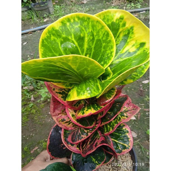 tanaman hias bunga puring koleksi langka berkualitas bunga puring apel mortal merah