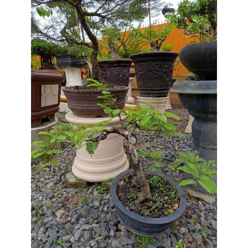bonsai asam jawa