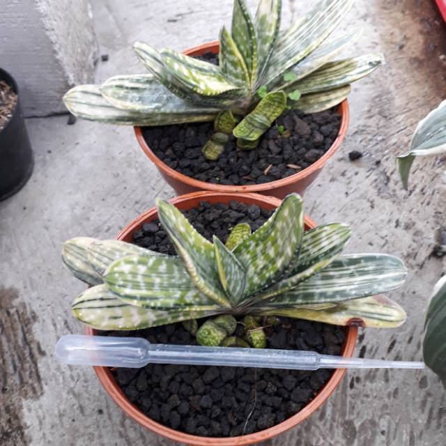 Tanaman hias indoor Gasteria obtusa varigata