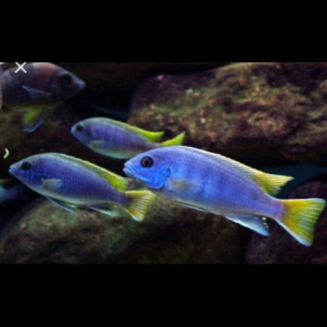 Pseudotropheus Yellow Tail Acei Mbuna Cichlid Malawi Tawar