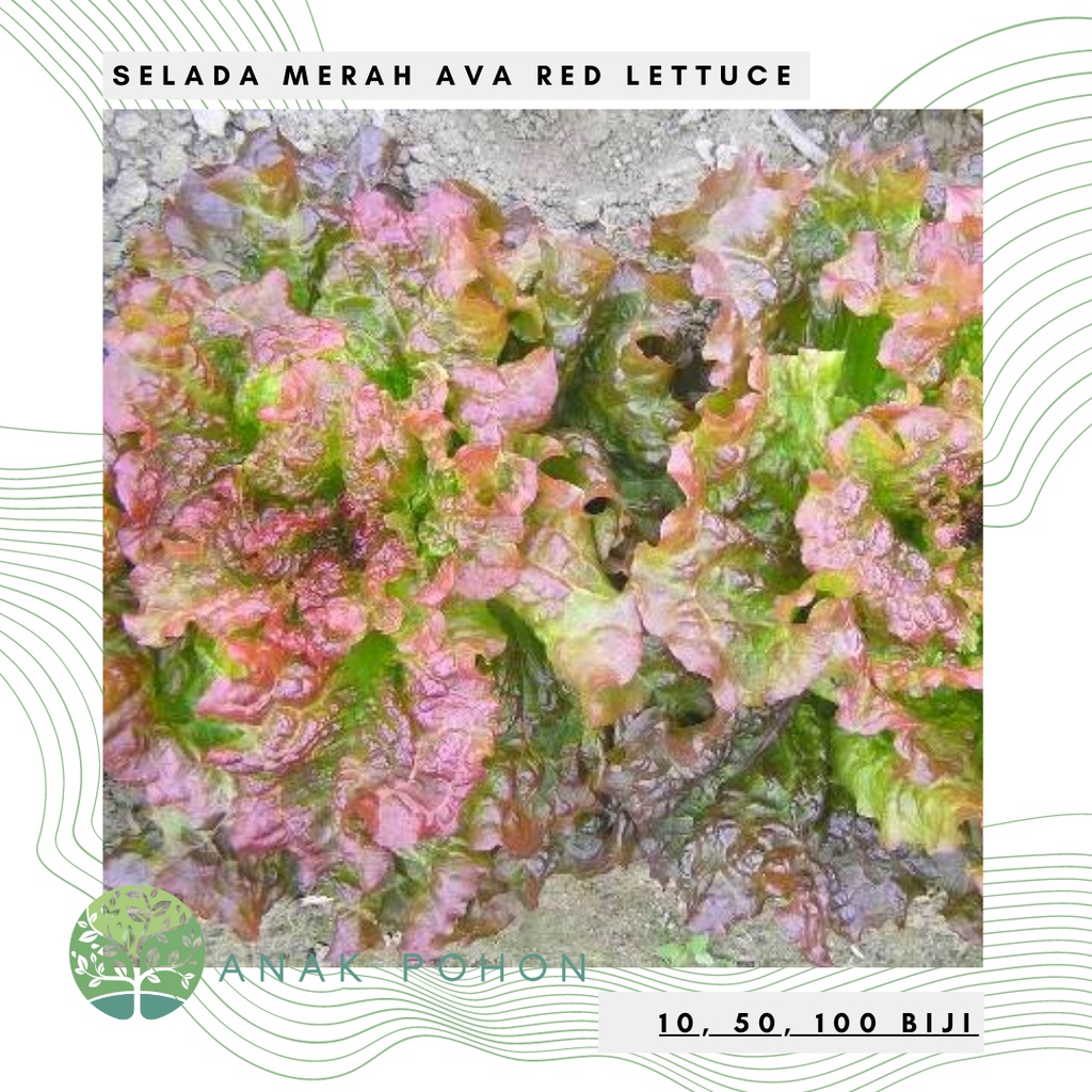 Benih Bibit Biji - Lettuce Ava Red Selada Merah Seeds - Panen Dalam 30 Hari